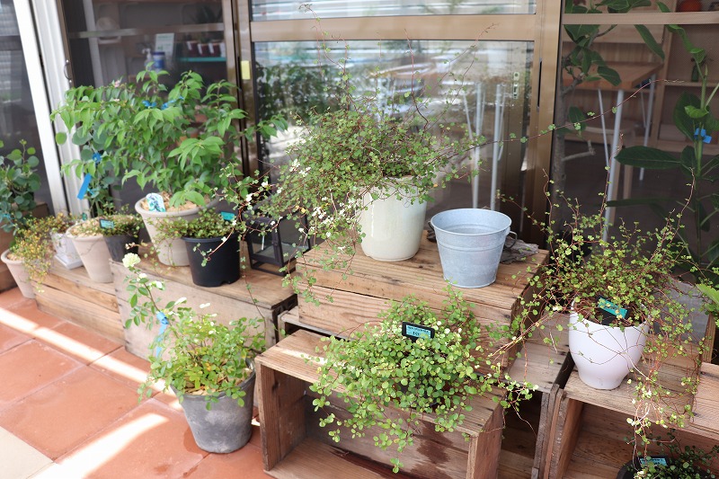 育てやすい植物をそろえています。育て方も丁寧にお伝えします