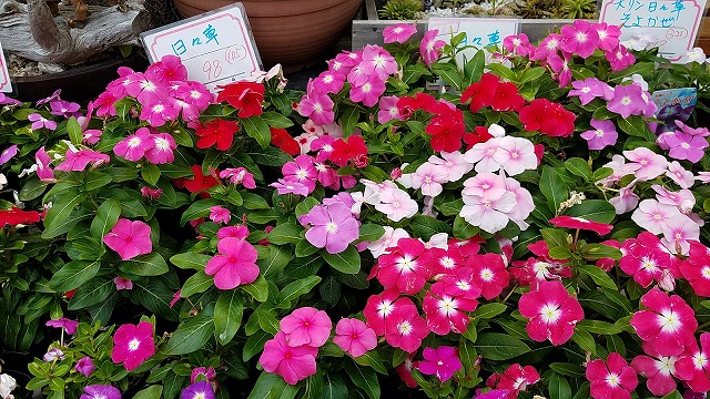 季節の花々の苗をたくさん揃えております
