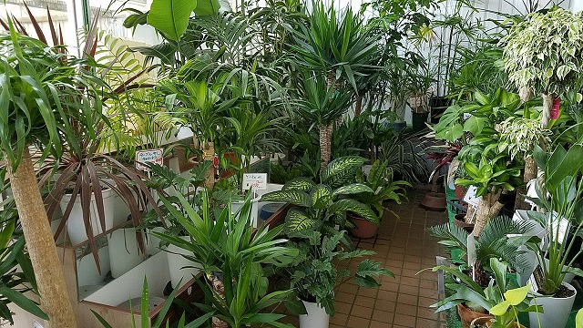 観葉植物もたくさん