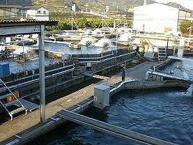 養鮎場の様子。成魚になるまで、水の温度管理や、鮎が病気にならないかチェックして・・・・など手間をかけて育てています