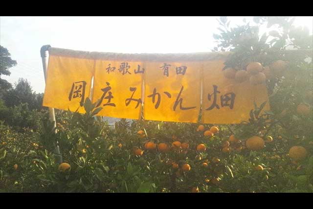 ぜひ一度、有田市へ、「岡庄みかん畑」に遊びにきてください