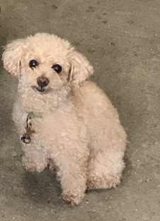 ワンちゃん「エイキチ」