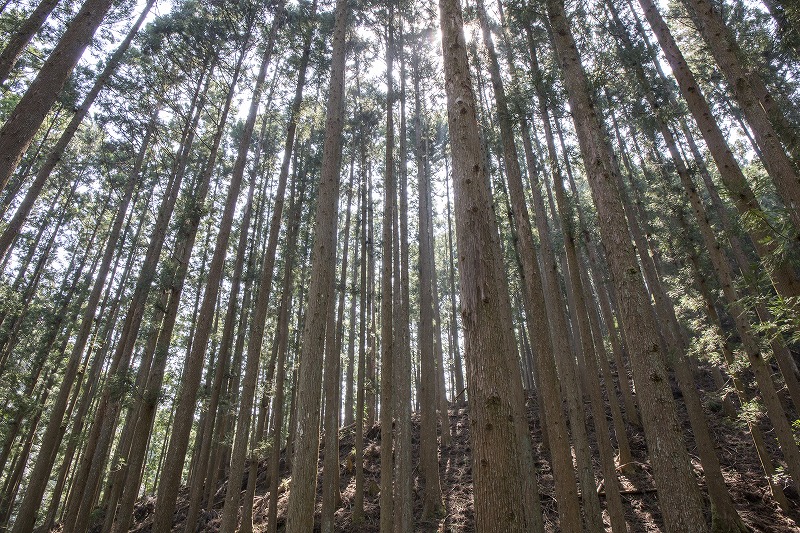 有田の山にて。まっすぐ伸びた杉の木