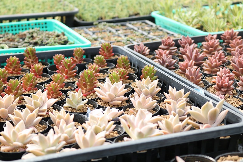 ハウスの中で多肉植物を生育しています